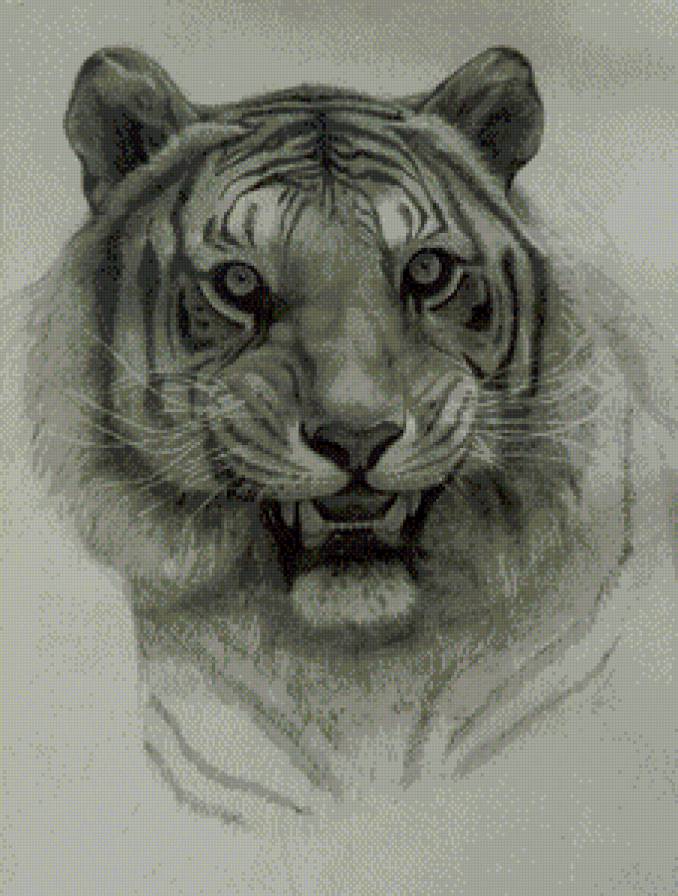 Тигр - дикие кошки, животные - предпросмотр