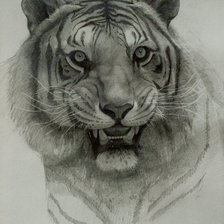 Схема вышивки «Тигр»