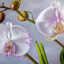 Схема вышивки «Орхидеи»