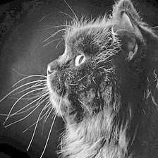 Схема вышивки «Котик»