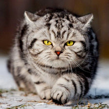 тихо подкрадусь и ...