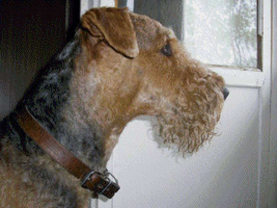 Жайен Макс - предпросмотр