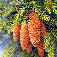 Схема вышивки «Шишки (живопись Варвара Хармон)»