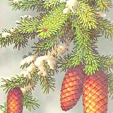 Схема вышивки «Шишки»