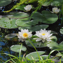 Схема вышивки «кувшинки»