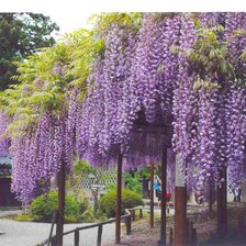 Схема вышивки «япония»