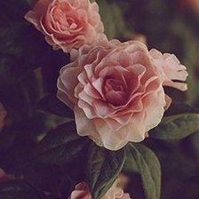 Схема вышивки «gelytes»