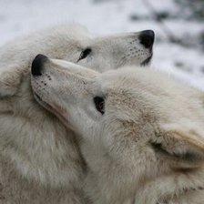 Схема вышивки «Волчья верность»