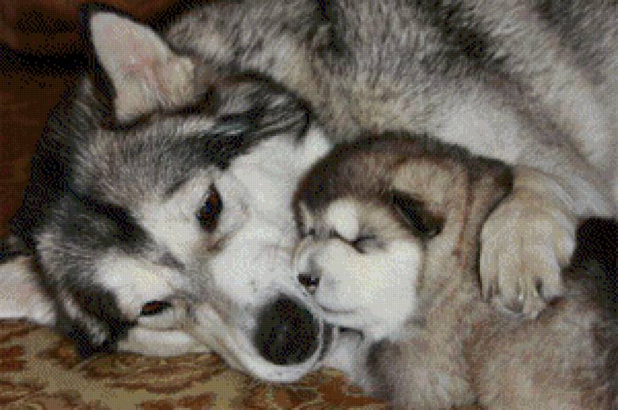 Любимая мама - звери, хаски, собака, пес, портрет, природа, животные, щенок - предпросмотр