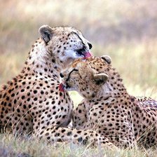 Схема вышивки «гепард»