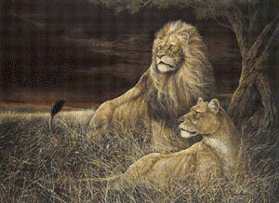 пара - кот, дикие кошки, животные, звери, природа, львы - предпросмотр