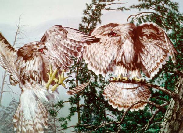 Иллюзия - искусство, картина, живопись, природа, иллюзия - оригинал