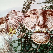 Схема вышивки «Иллюзия»