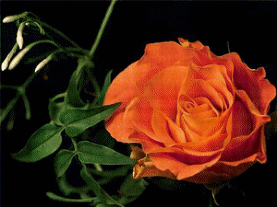 Роза - цветы, на черном - предпросмотр