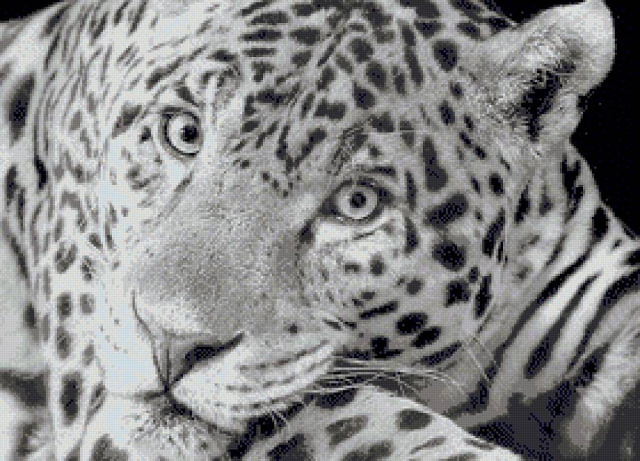 Большие кошки - монохром, леопард, животные, большие кошки - предпросмотр