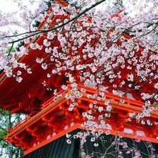 цветущая сакура