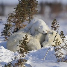 мамина радость