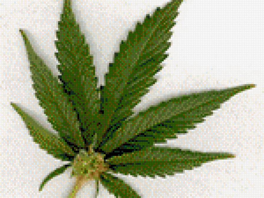 конопля - предпросмотр