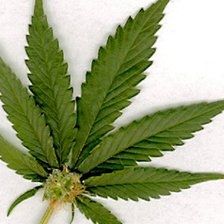 Схема вышивки «конопля»