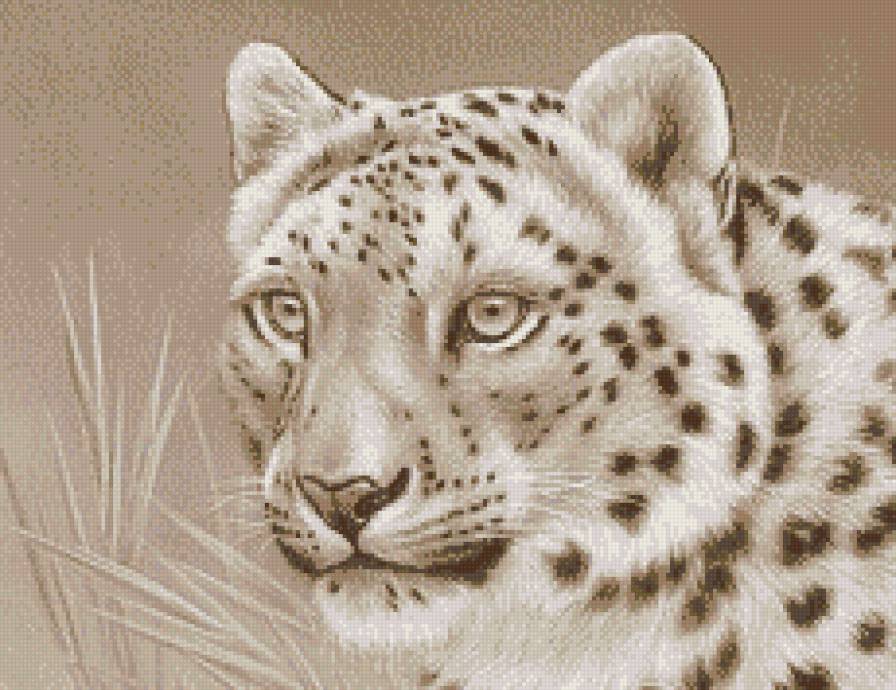 Большие кошки - сепия, большие кошки, животные, монохром, леопард - предпросмотр