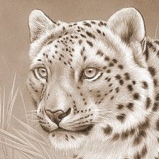 Схема вышивки «Большие кошки»