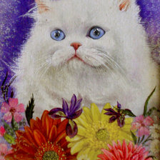 Схема вышивки «голубоглазый перс»