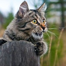 Схема вышивки «Котенок»