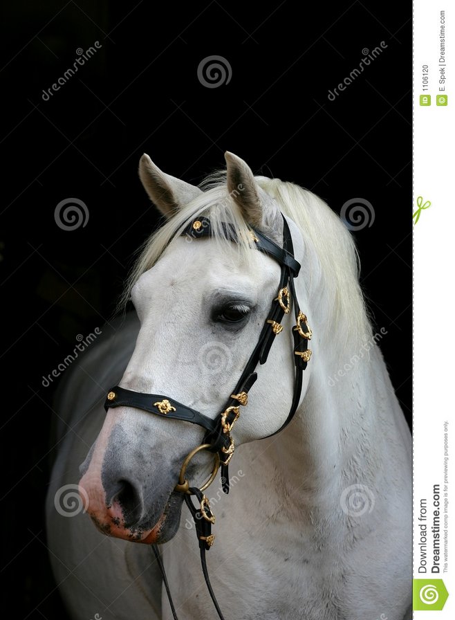 белая лошадь - оригинал