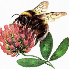 Схема вышивки «ШМЕЛЬ»