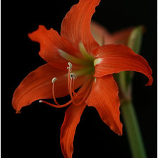 Схема вышивки «***»