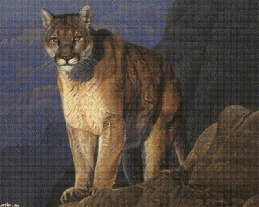 Пума - пума, природа, животные, звери, дикие кошки, кот - предпросмотр