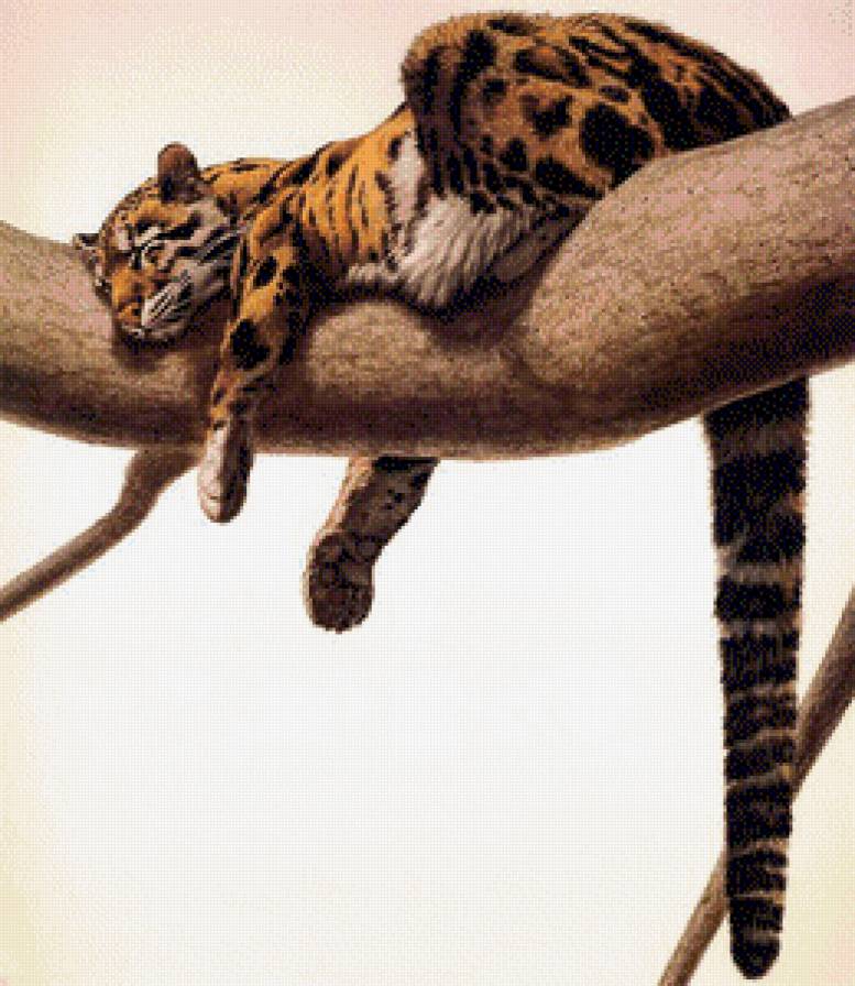 №515950 - звери, леопард, животные, природа, кот, дикие кошки - предпросмотр