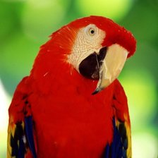 Схема вышивки «в тропиках»