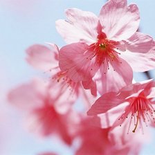 Схема вышивки «Цветы»