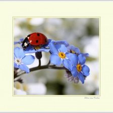 Схема вышивки «Божья коровка, цветы»