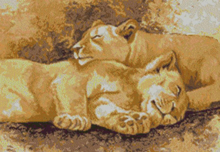 пара - звери, животные, природа, дикие кошки, львы, кот - предпросмотр