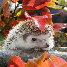 Схема вышивки «ёж»