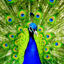 Схема вышивки «павлин»