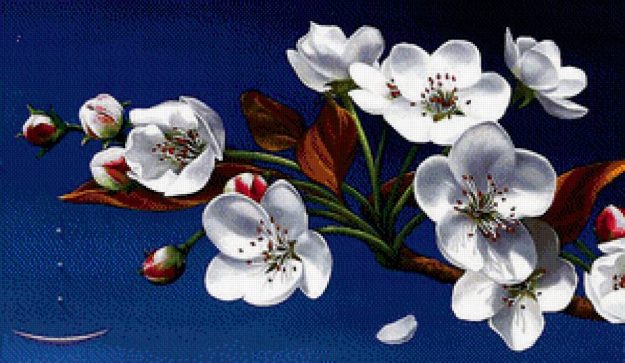 Вишневый цвет - вишня, ветка, цвет - предпросмотр