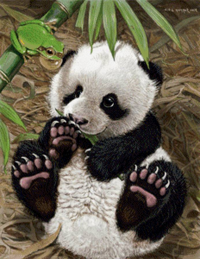 пандочка и лягушонок - животные, панды, лягушка, детеныши, мишки - предпросмотр