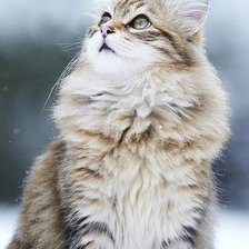 Схема вышивки «кися»