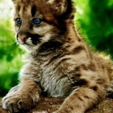 Схема вышивки «котенок»