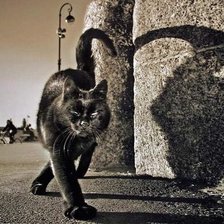 Схема вышивки «Кот»