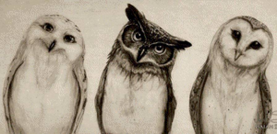 Совушки-подружки. - птицы, сова, подружки, совы - предпросмотр