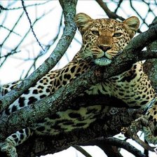 Схема вышивки «№516698»