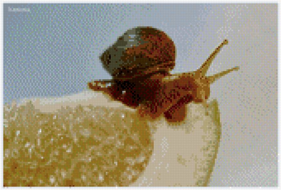 Улитка - улитка - предпросмотр