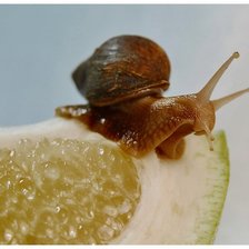 Схема вышивки «Улитка»