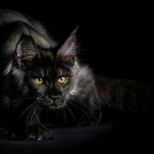 Схема вышивки «Кошка»