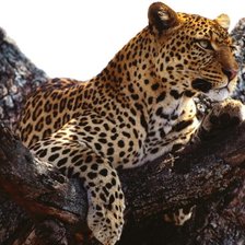 Схема вышивки «№516836»