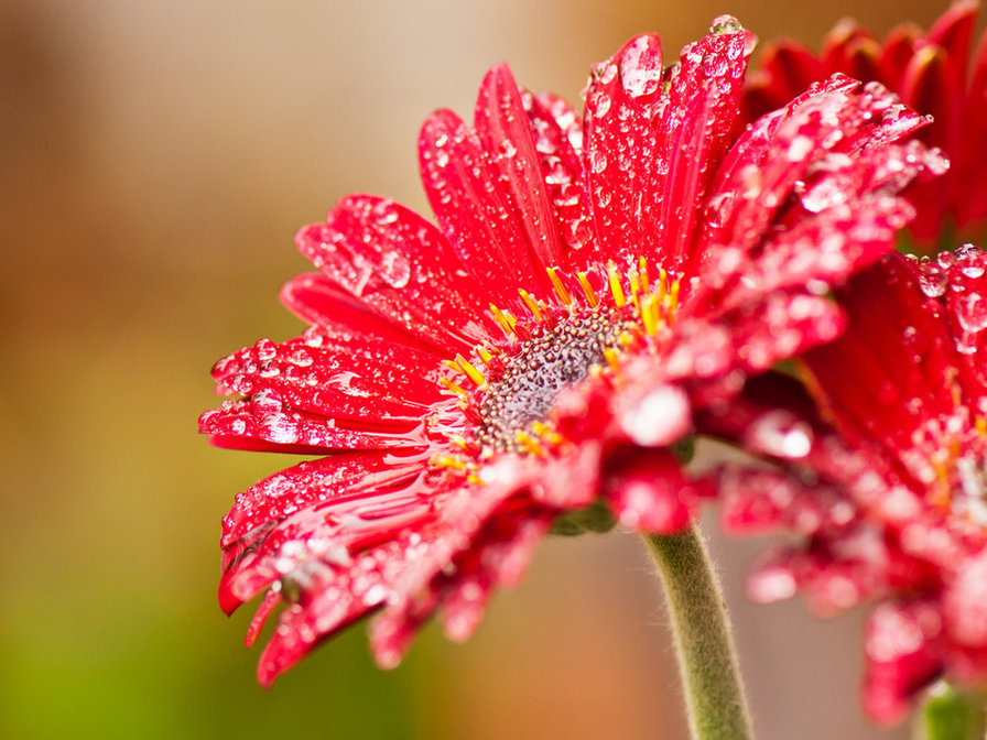 герберы - красота, цветы - оригинал